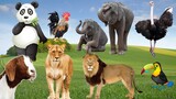Funny Animal Sounds In Wildlife: Elephant, Goat, Ostrich, Lion, Parrot, Panda,... | Animal Moments