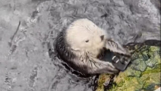 When a friend's phone fell into an otter pond