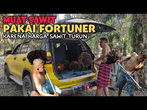 Muat Sawit Pakai Mobil Fortuner!