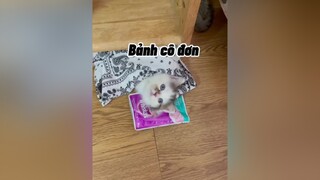 Anh cu đơn quáaaaa  cat mèo