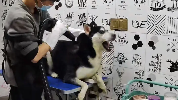 Dog Video | Screaming Husky In Bath