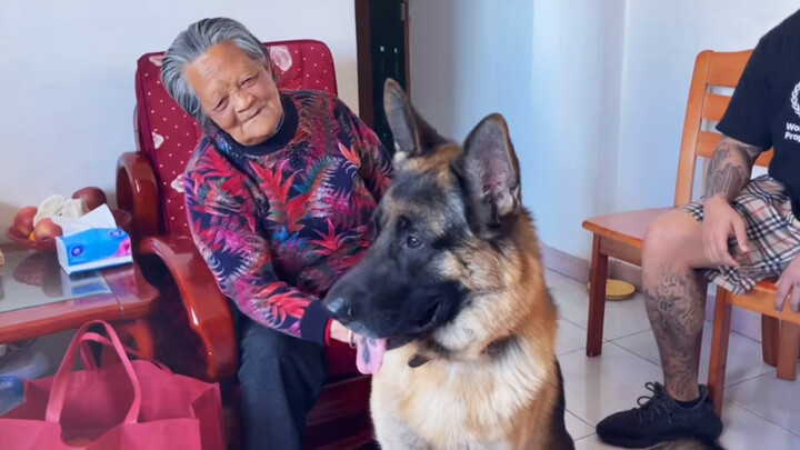 My 90-year-old grandmother sees my German Shepherd for the first time