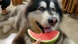[Animals]Enjoying watermelon and electric fan by pet dog in summer