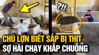 MỜI KHÁCH THƯỞNG THỨC MÓN LỢN CẮP NÁCH, KHÁCH ĐỢI TỪ SÁNG ĐẾN TỐI CHỦ NHÀ VẪN KHÔNG BẮT ĐƯỢC LỢN