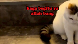 KUCING INI KEPALANYA SANGAT KERAS