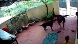 [Animals]How do smart dogs respond to attacks