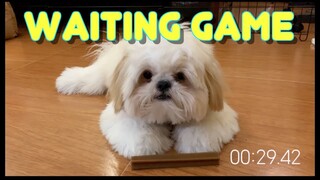 Cute Shih tzu Puppy Attempts to Wait For A Minute To Get His Treats