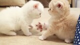 Kittens Trying to Kill With Cuteness!