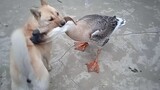 A fight between a dog & a goose