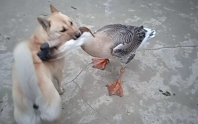 桂林中华田园犬VS狮头鹅