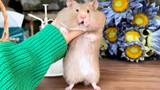 [Động vật] Bắt một con chuột trốn thoát trong thùng gạo...