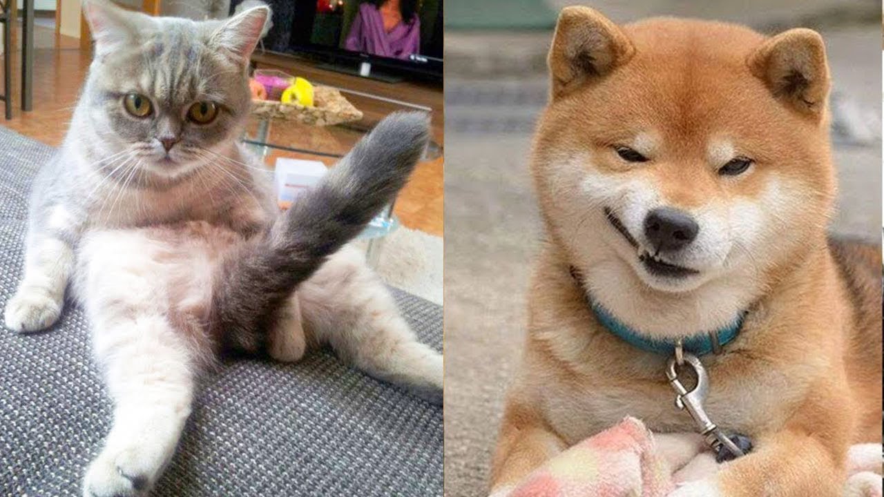 Tik Tok Chó Mèo Hài Hước | Thú Cưng Dễ Thương | Funny And Cute ...