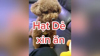 Có xíu bánh mà ba bắt con bấm chuông mệt xỉu cô chú ơi 😆 HatDe TeamHatDe DogTraining Dog ThuCung 강아지 멍멍이 doglover dogsofttiktok