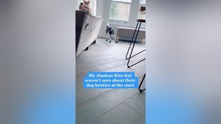 The video that started it all cutedog dogsoftiktok