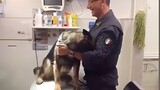 The Police dog's also scared of vet too 🤣 Funny Dog's Reaction