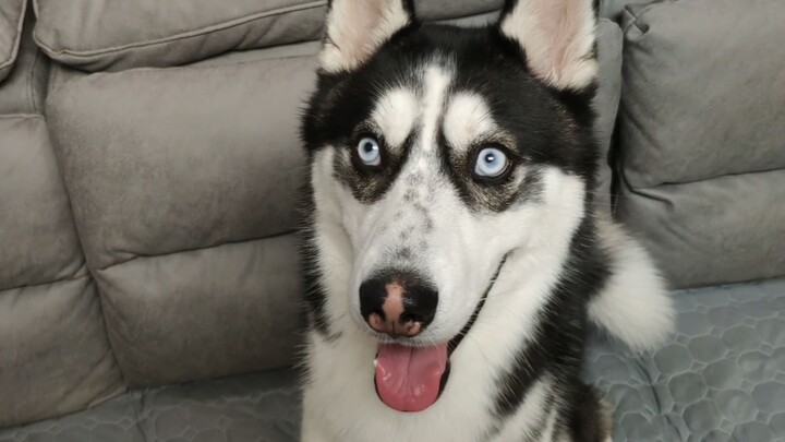 The Husky pretends to be the boss at home, and hides behind the local dog when encountering trouble 