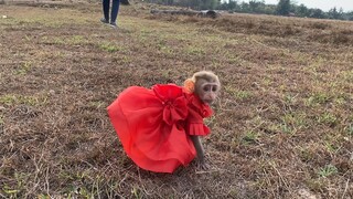 Beautiful Princes Maya Wear Red Clothes Look Like The Wedding Dress, Baby Monkey Maya So Cute