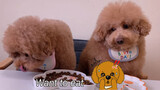 【Animal Circle】Meimei and Tutu having dinner together