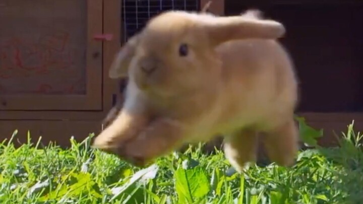 【纪录片】超解压的兔兔视频~看完能开心一整天~