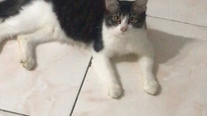 Mochi