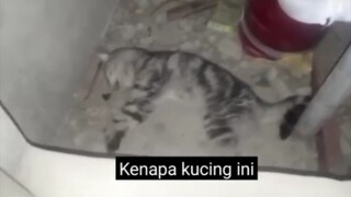 ditemukan kucing terbaring lemah dan lumpuh di broker apartemen 😭