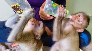 Merry Christmas!! Toto and Yaya enjoy drinking milk together