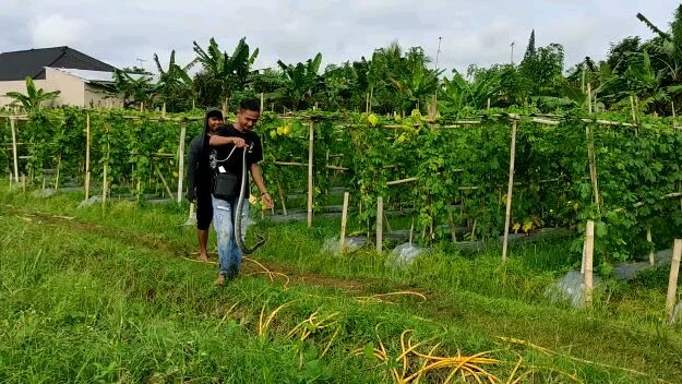 Ular sawah