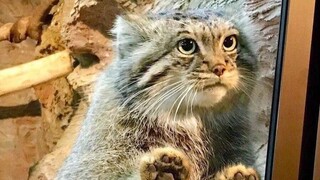 Binatang|Gabungan Cuplikan Manul yang Imut