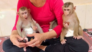 Routine Mom Feed Food For Lovely Baby Lion & Sono   Both Babies Very Delicious Eating