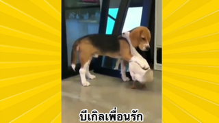 สัตว์เลี้ยงเพื่อนขนปุย : บีเกิลเพื่อนรัก