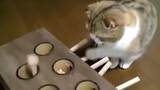 Mèo: Không ai muốn chơi với tui sao?