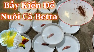 Thức Ăn Lạ ! Bẫy Kiến Cho Cá Betta Ăn Liệu Có Hiệu Quả !.