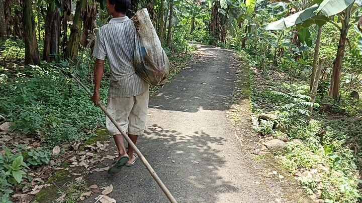 MENCARI JANTUNG PISANG BUAT DI JUAL UNTUK MAKAN KELUARGANYA