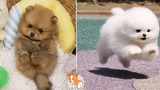Ridiculously Funny Mini Pomeranian Funny and Cute Pomeranian Videos 5 CuteVN