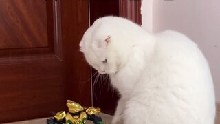 Akhirnya, robot pertahanan yang sangat cerdas tiba di rumah! Optimus prime! Kucing saya sangat terce