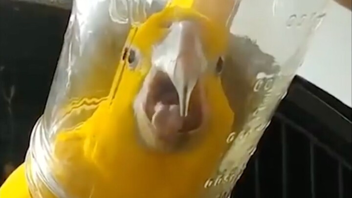 What happens if you cover a screaming chicken with a jar