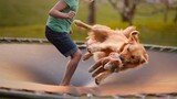 สุนัขและสัตว์ที่สนุกที่สุดกระโดดบนแทรมโพลีนคอมไพล์