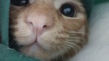 [สัตว์]ลูกแมวอยู่บนเตียงในหน้าหนาว