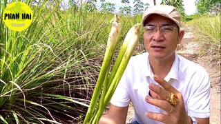 CÂY SẢ | TỪ MÓN ĂN NGON ĐẾN  PHÒNG UNG THƯ VÀ RẤT NHIỀU CÔNG DỤNG KHÁC. PHAN HẢI Channel