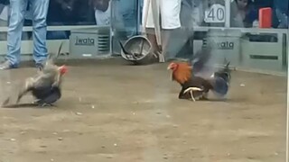 Bulik Vs Pula, 33k PARADA NAKASAHAN 🐓🔥#SABONG HALF FIGHT