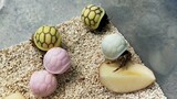 Hermit Cabs in Turtle Shells. So Funny!