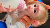 Most Adorable Baby Newborn Monkey Luca Happy Drinking Milk On Mom's Comfort