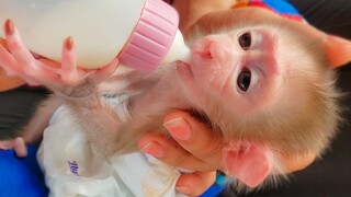 Most Adorable Baby Newborn Monkey Luca Happy Drinking Milk On Mom's Comfort