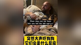 xuhuongtiktok xh haihuoc thucung dongvatdethuong funny cat dog funny TikTokDieuKy