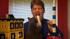 Cat Interrupt the Video