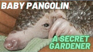 BABY PANGOLIN BALIN - The Secret Gardener- ABOUT HIS KIND #pangolin