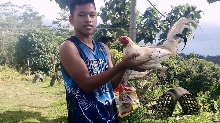 first fight 3 cock derby nabunturan Davao de oro #champion