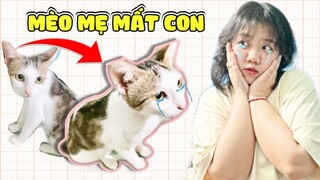 Mặp Doram CHĂM SÓC MÈO BỊ MẤT CON - 12 Em Mèo Qua Đời Vì Lí Do Này