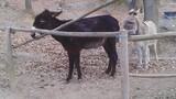 The donkey has a brain the size of a planet - Funny smart animals video
