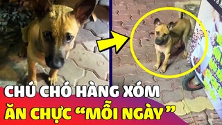 Bất lực với 'CHÚ CHÓ' nhà hàng xóm ngày nào cũng thức dậy sớm để qua 'XIN SỮA UỐNG' 😅 | Gâu Đần